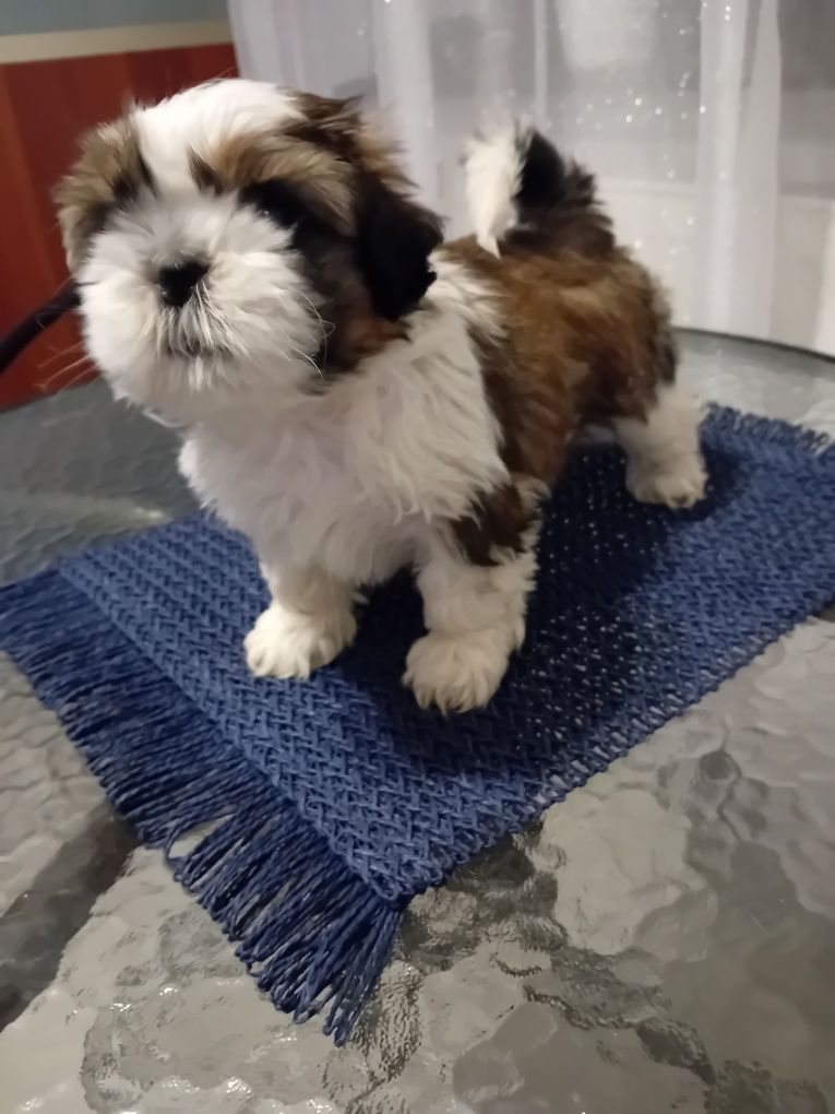 Szczeniak samczyk tricolor