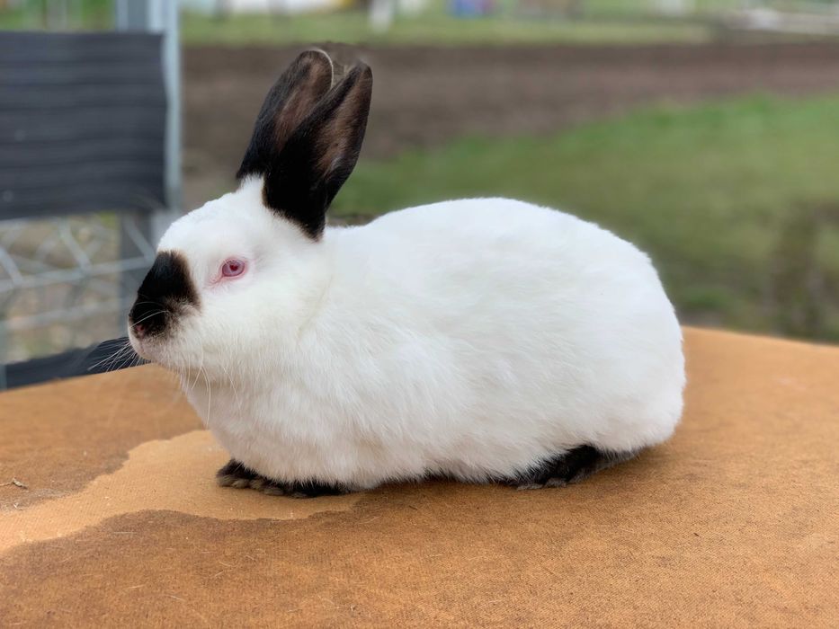 Króliki Kalifornijskie