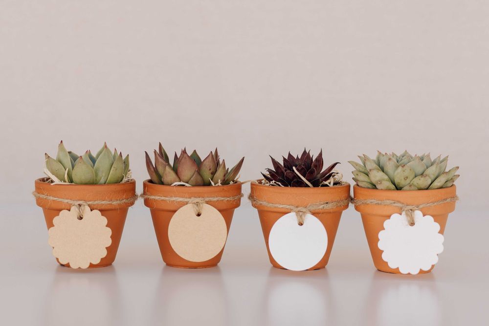 Lembrança suculenta vaso mini