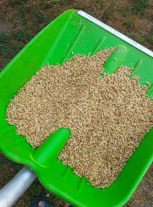 Jęczmień ozimy Jakubus po centrali