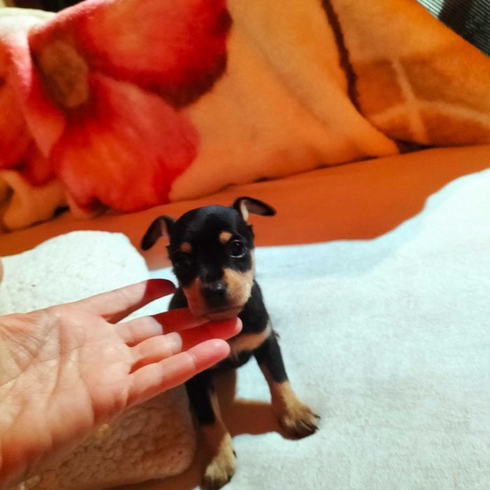 Pinscher macho belíssimo