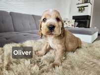 Oliver Cocker Spaniel Angielski