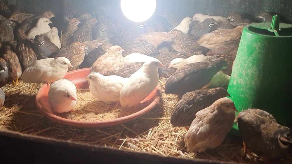 Vendo codornizes da China