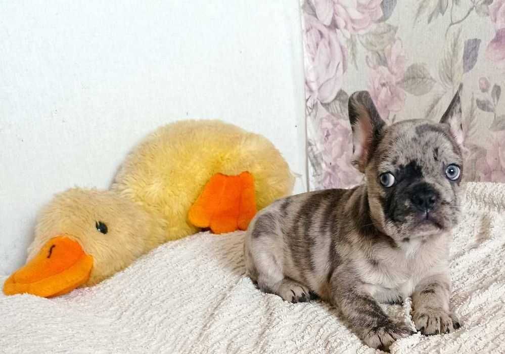 Нежные французские мальчики.