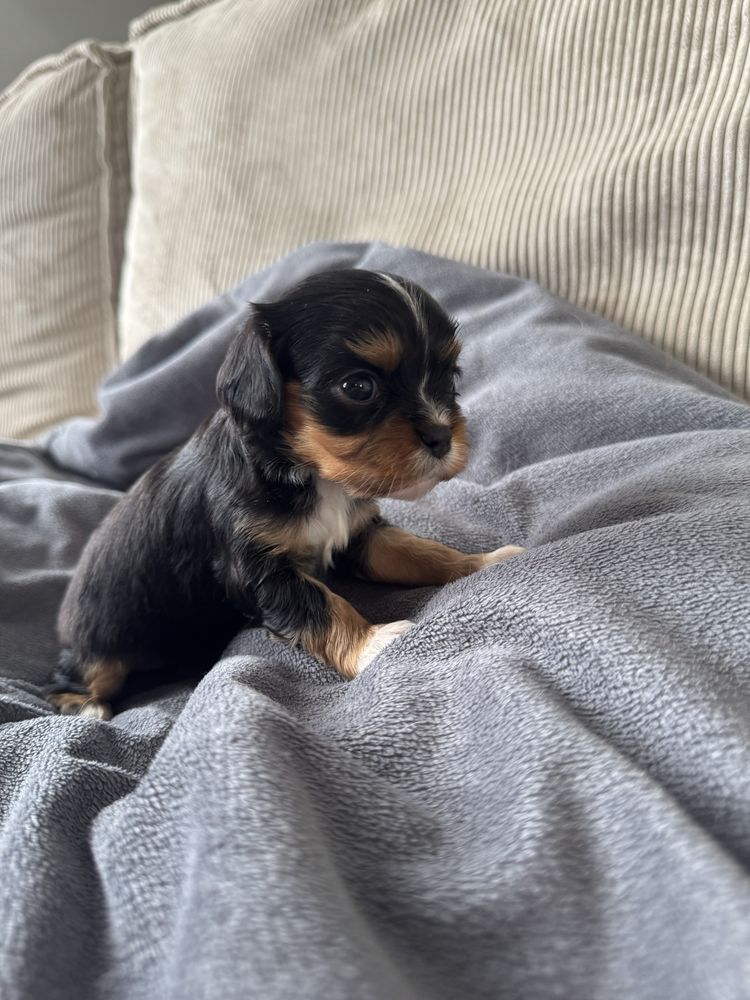 Suczka cavalier king charles spaniel gotowa do obioru