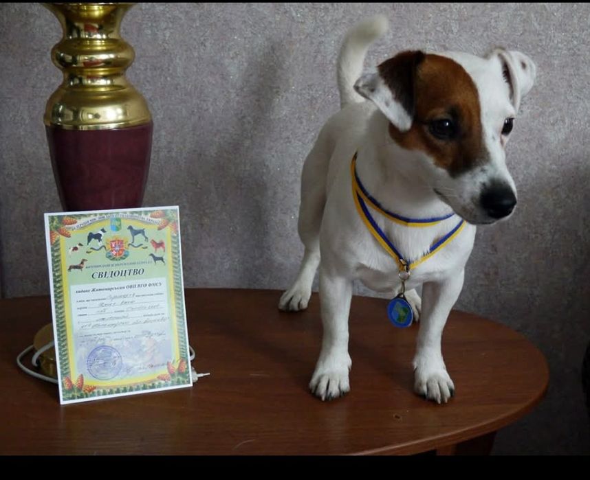 В'язка Джек Рассел тер'єр КСУ