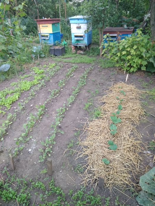 Рамки бджолині, мед, віск, прополіс та різний інвентар а також мед.