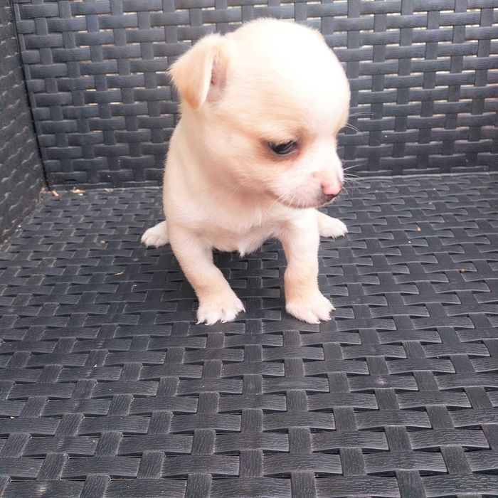 Chihuahua miniatura macho