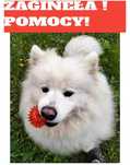 Zaginęła SUCZKA Samojed 27 październik