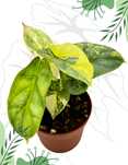 Alocasia Silver Dragon Aurea Ø-9cm H-15cm