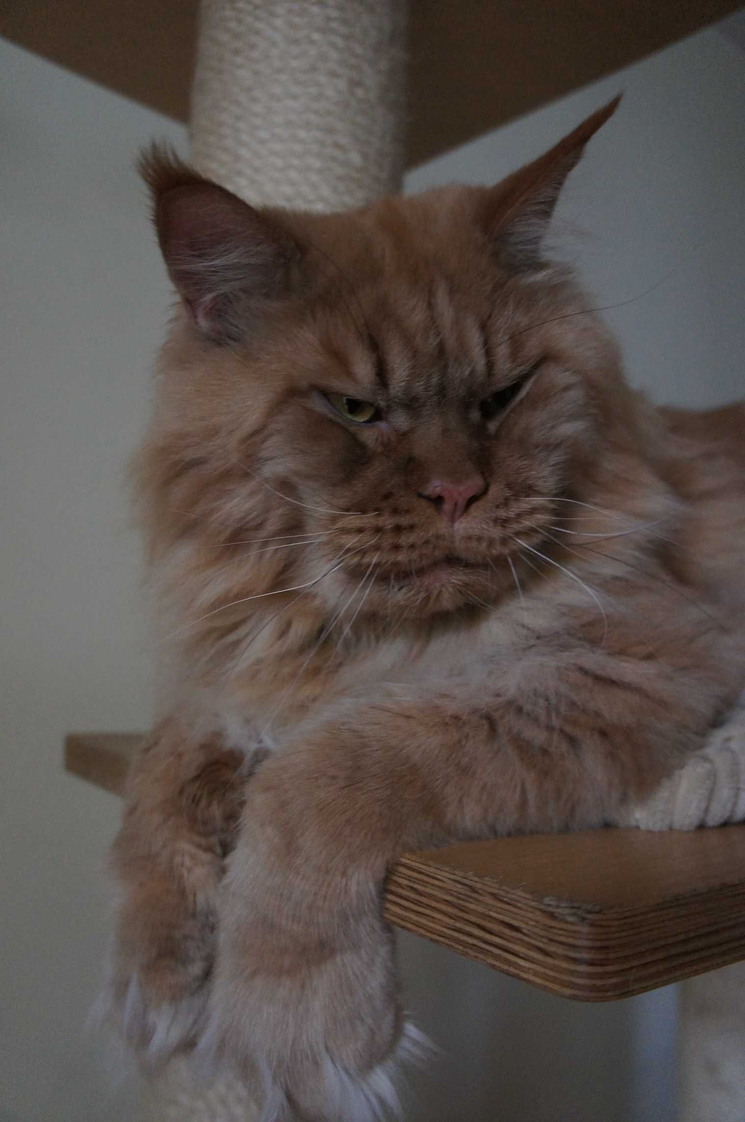 Maine Coon  - WIELKA -  FPL/ FIFE/WCC  - ojciec shaded zarezerwowana