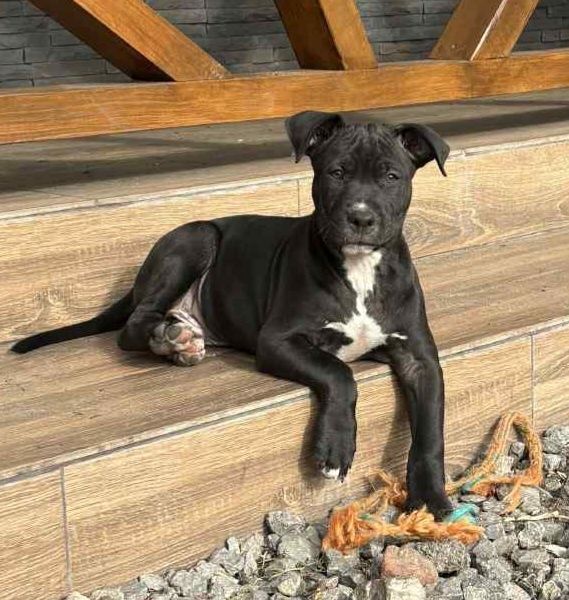 Szczenię Pitbull terrier