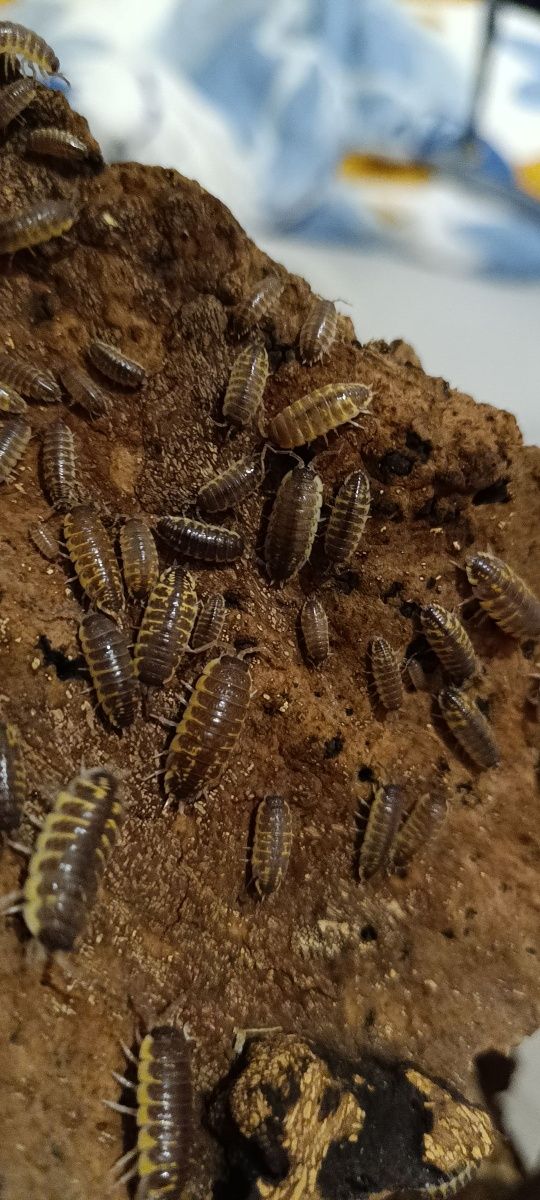 Porcellio ornatus chocolate równonogi, izopody