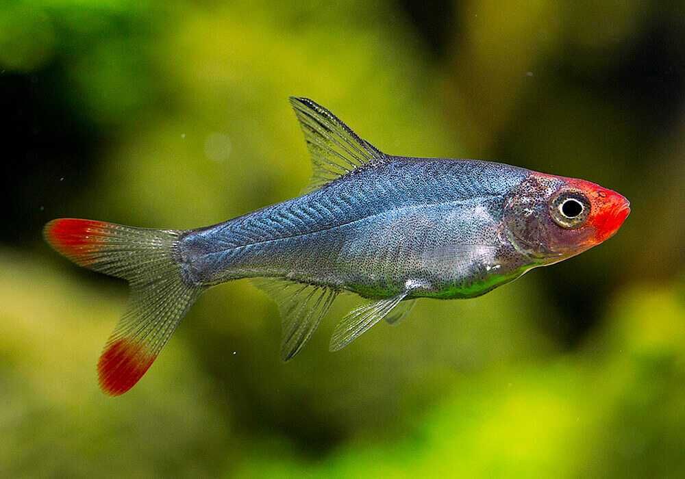 Razbora naga Sawbwa resplendens WYSYŁKA AKWAWIN