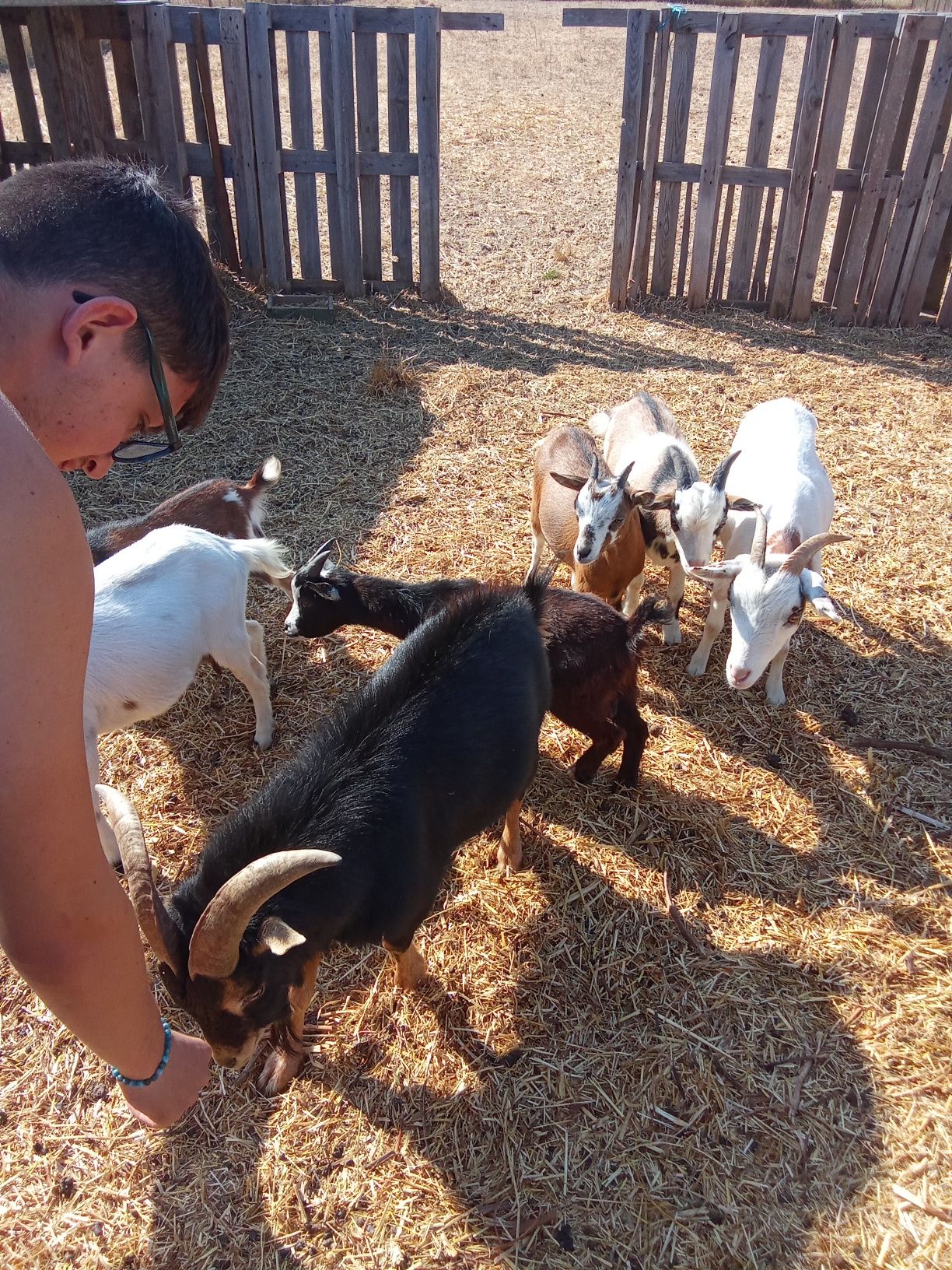 Cabras anas bebes