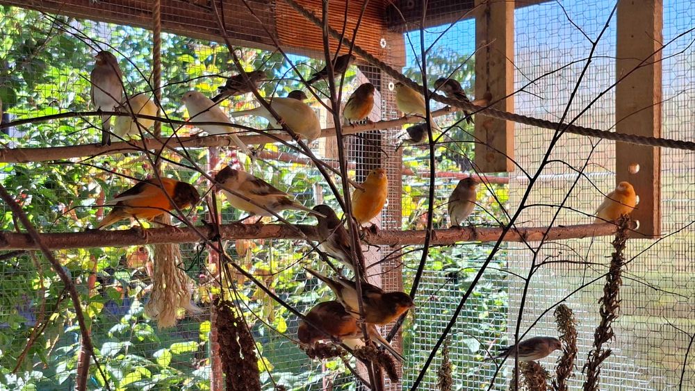 Kanarki i basztardy po szczygle i kulczyku