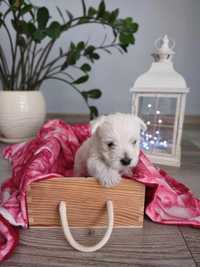 West Highland White Terrier szczeniak rodowód