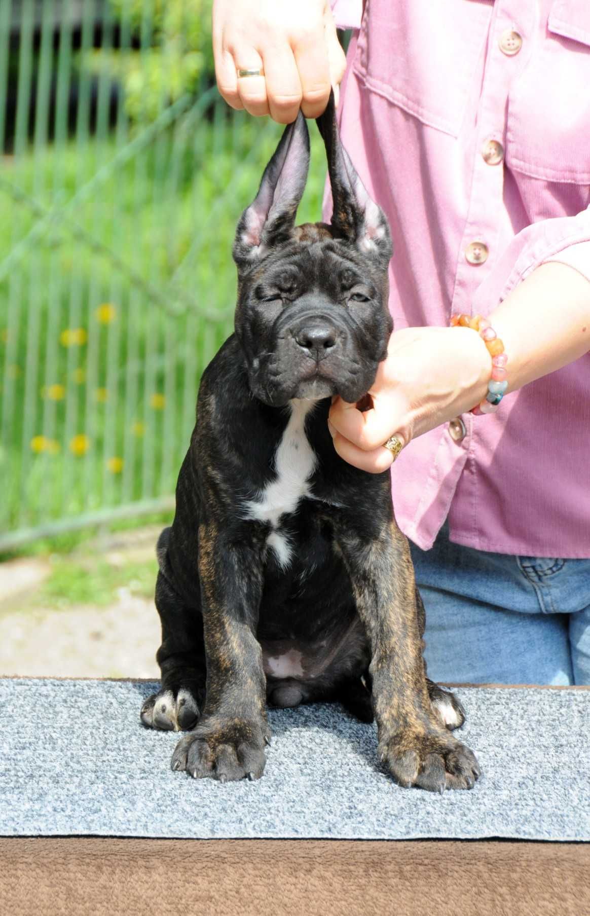 Cane Corso Hodowla Tytani Wschodu ZKwP/FCI