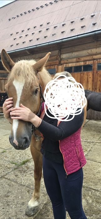 Klacz 3,5r. Pod siodlo i zaprzeg