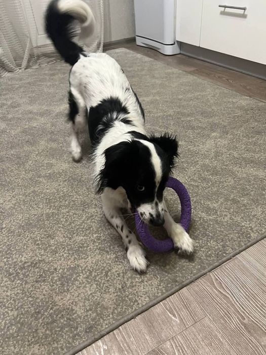 Отдамо в добрі руки ,хорошого хлопчика Амура