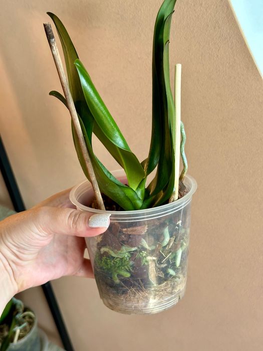 Орхідея сортова метелик, азіат.