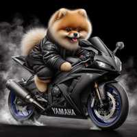 Картина на полотні "Pomeranian Dog & Kawasaki"