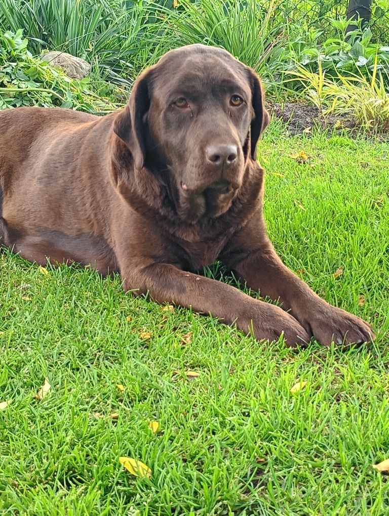 Labrador Retriever piesek