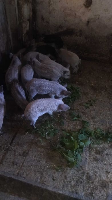 Свині венгерська мангалиця