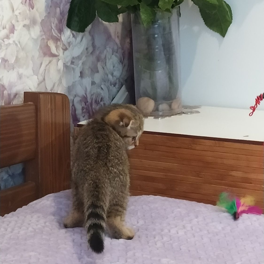 Срочно! Котята скотиш фолд