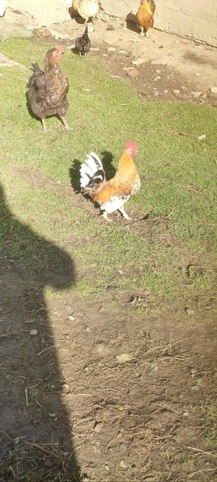 Kogótki i liliputki