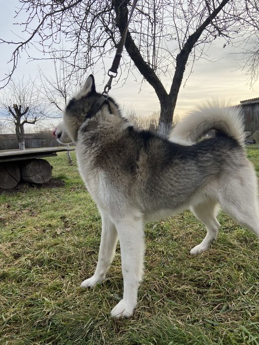 в‘язка хаскі