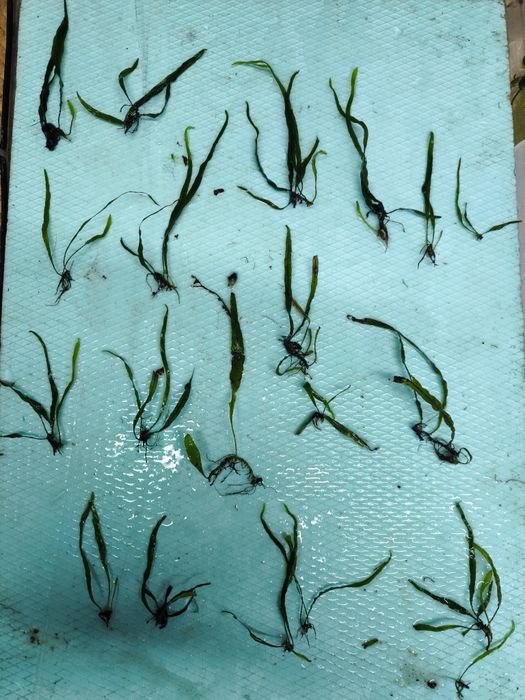 Microsorum pteropus needle leaf