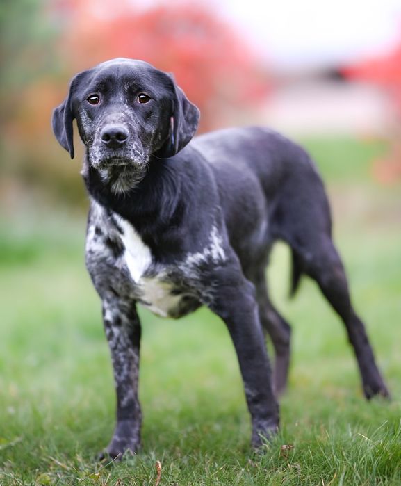 Takie psy tylko u nas