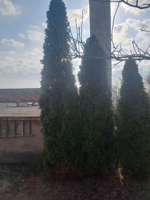 Sprzedam tuje sznaragd 300-600cm koło legionowa