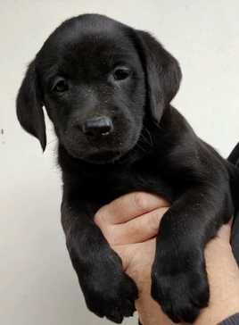 labrador retriever suczka rodowód piękna