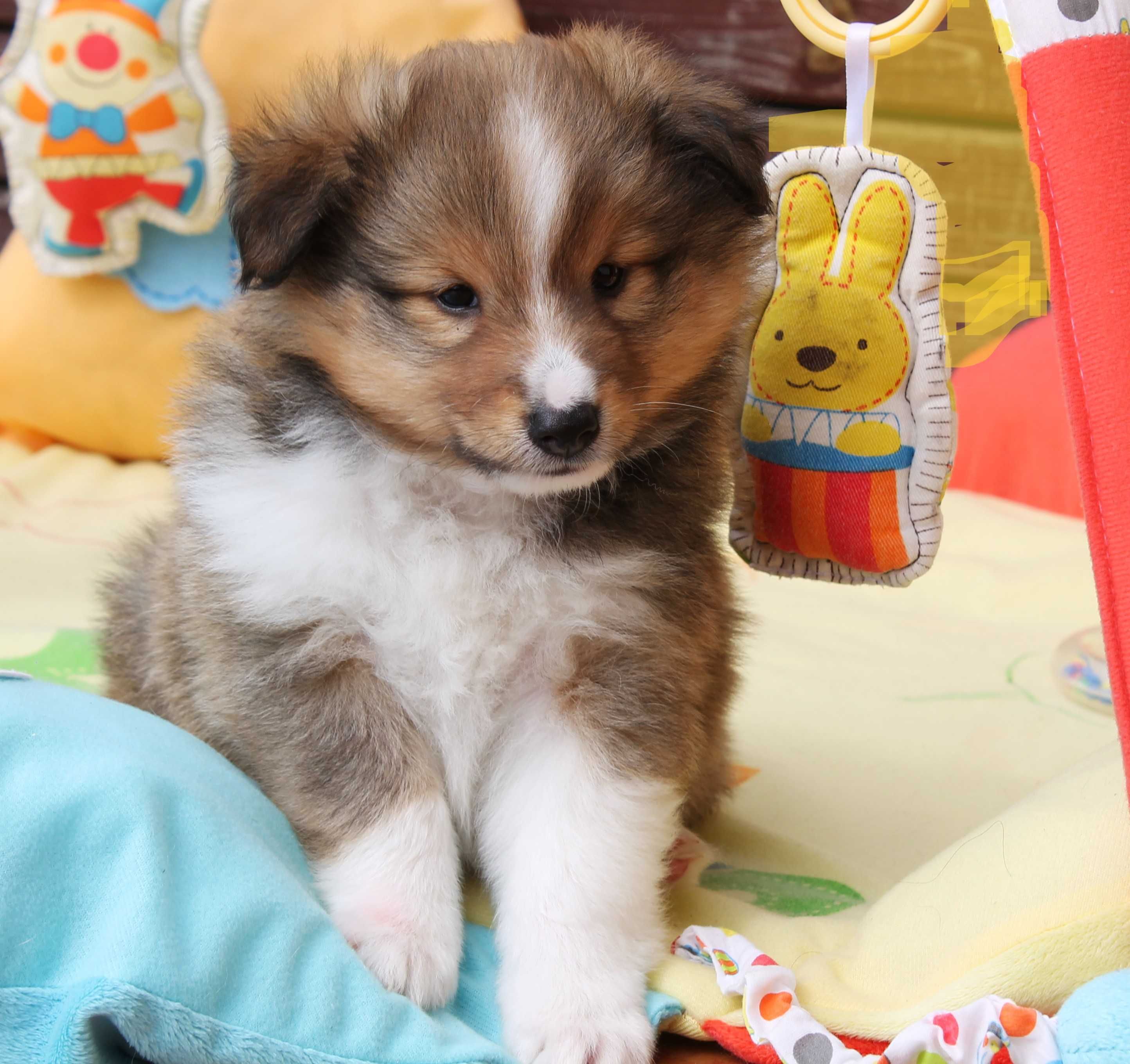 Owczarek szetlandzki sheltie z rodowodem FCI