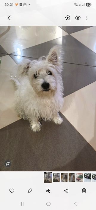 Piesek 4.5 miesiaca West Highland White Terrier