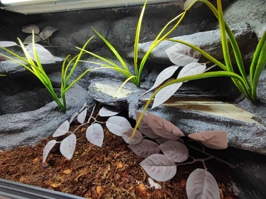 Terrarium tropikalne nr748 80/40/40 dla węża boa pyton DOSTĘPNE