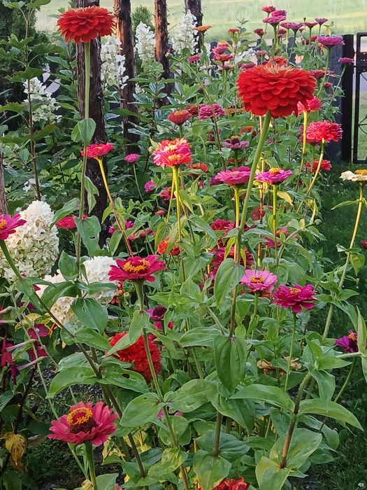 Cynie  liatra klosowata nasiona różne  kolory