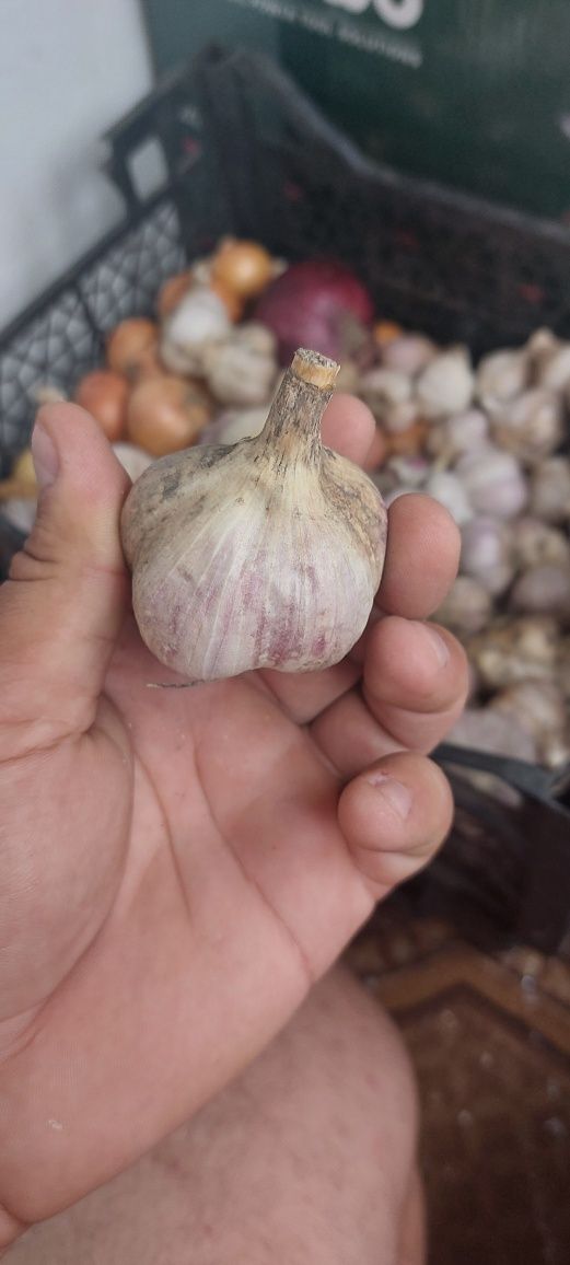 Продам часник, сорт Любаша