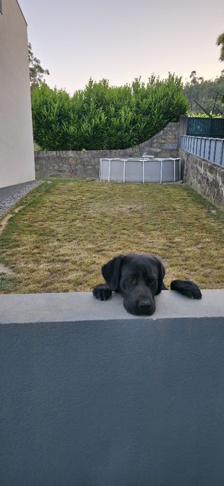 Labrador preto adoção