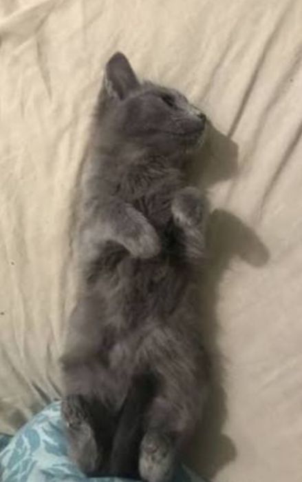 Котеня кошеня кіт