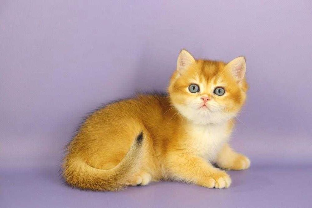 Золота шиншила-британська дівчинка