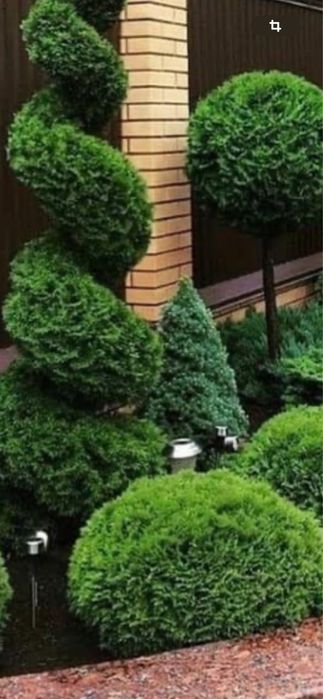 Стрижка хвойних, озеленення