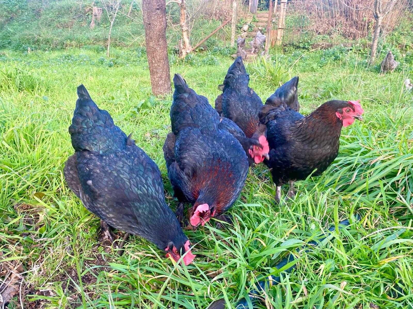 Ovos galados de galinhas Maran