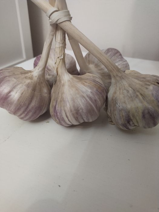 Czosnek Harnaś 7 cm DUZY