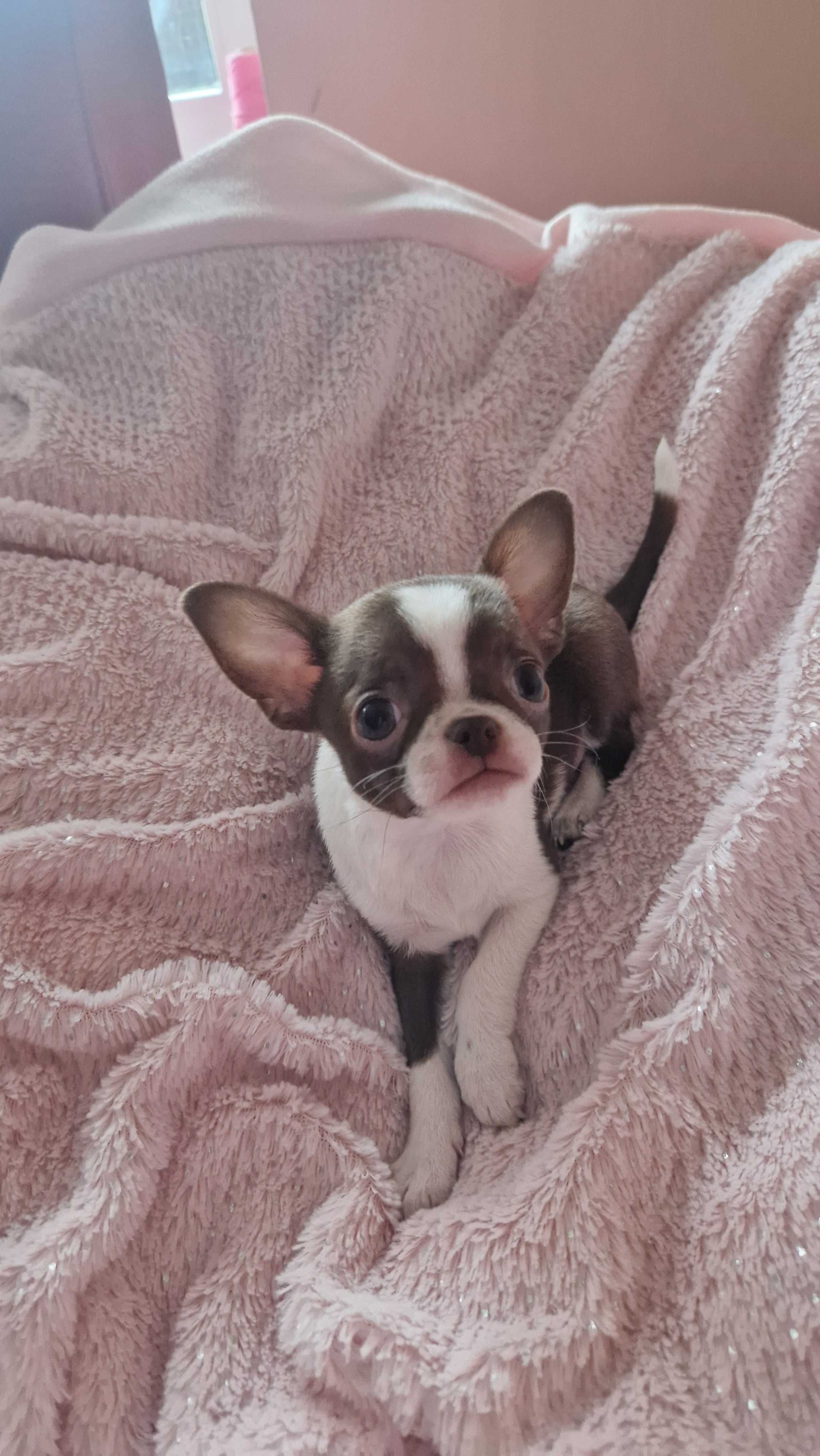Chihuahua piesek czekoladowo biały