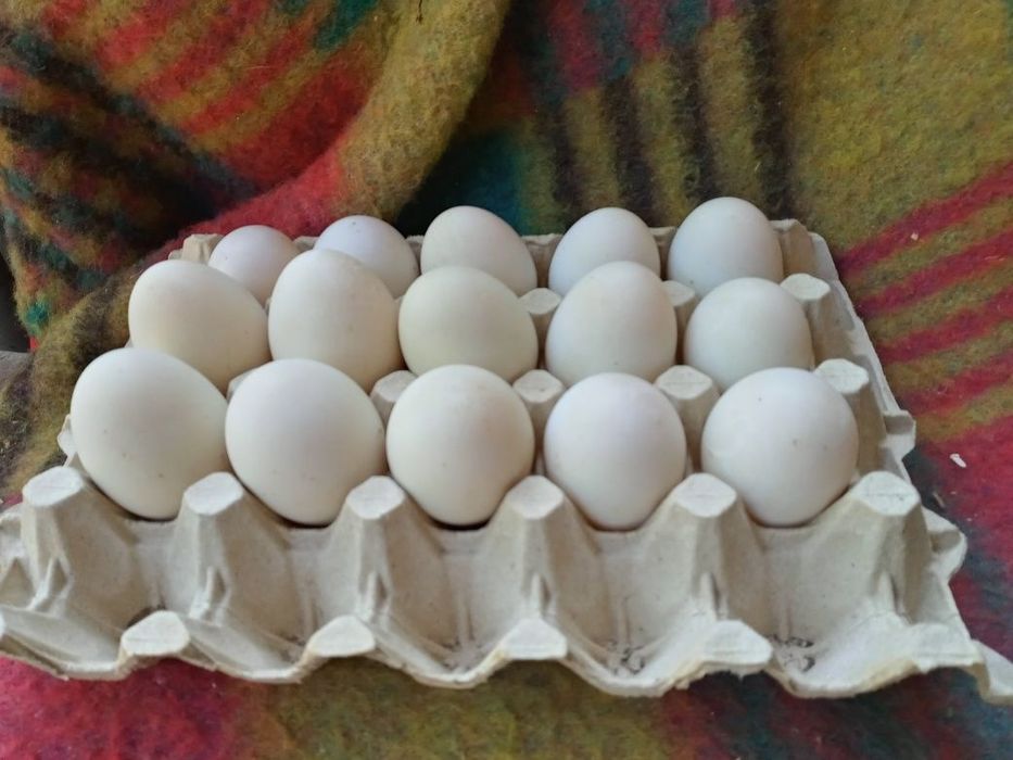 Jaja Lęgowe Kacze Z Genem Czubim