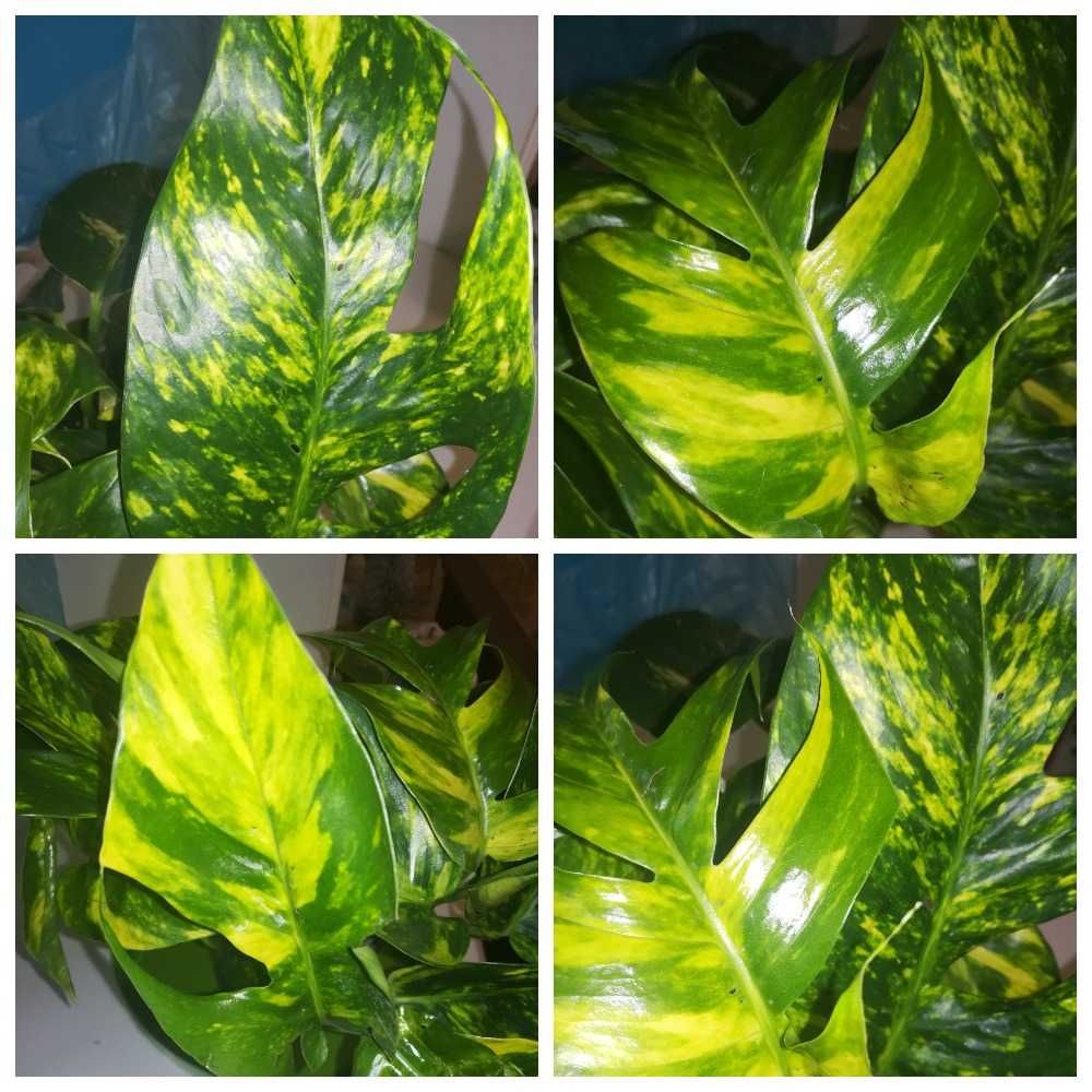 Эпипремнум . Epipremnum pinnatum Yellow  Flame . Голдфингер.