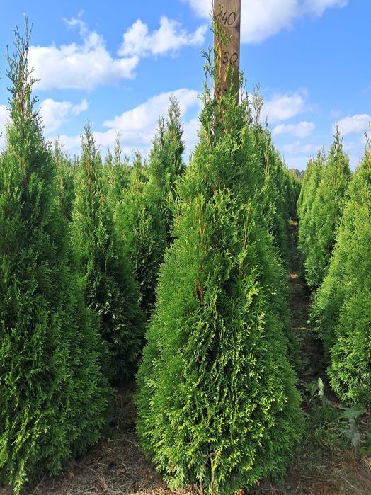 Tuja Szmaragd 140cm GAT 1, Bardzo gęste, Gwarancja przyjęcia, Doradztw